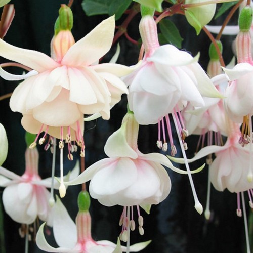 Fuchsia 'Harry Grey' - Fuksia 'Harry Grey' P9/0,55L
